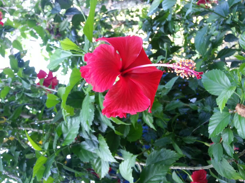 La Vida Hostel Samal Island エクステリア 写真